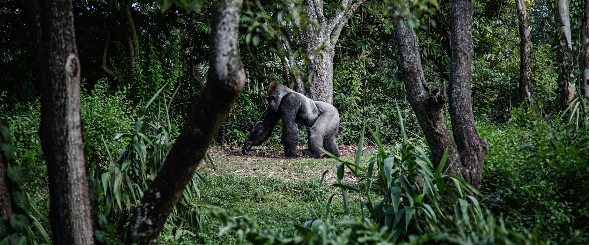 3 days – Gorilla safari